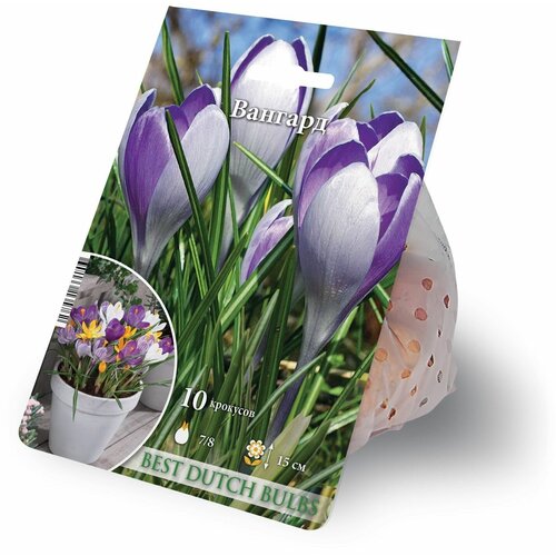 ���� ������ ������� 10 ������� 7/8