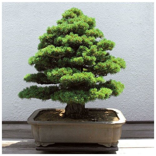 ���� �������� ����, ������ ������