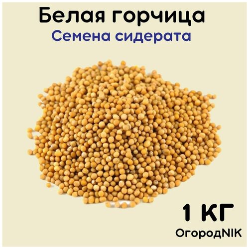 ���� ������� ����� ������� 1 ��