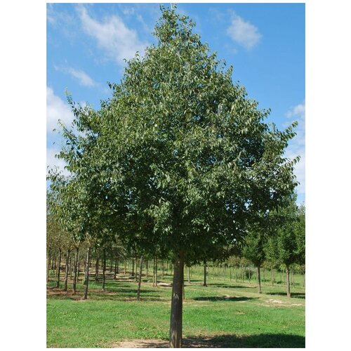      (Celtis australis), 10   -     , -,   