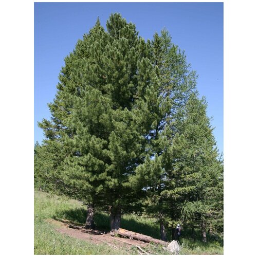     (Pinus sibirica), 120 