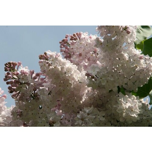 ���� ������� ������ ������������ ������� ( 2 ���� , �3,5 , 20-40 �� )