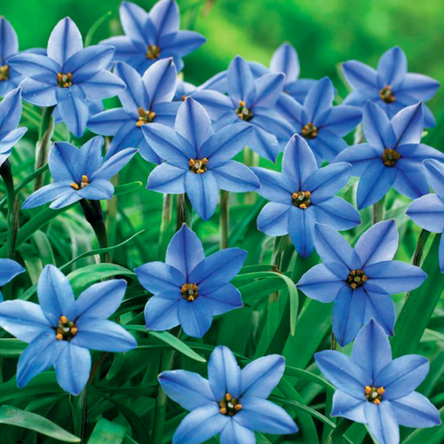 ���� �������� ������, �hipollino flowers, ������ JESSIE (10 �������)