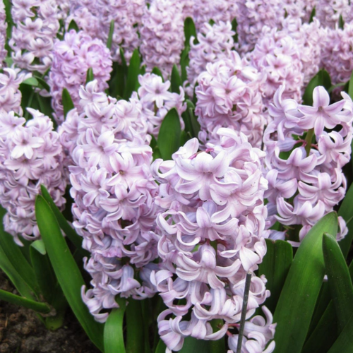 ���� ������� TOP HIT(2 ��������)