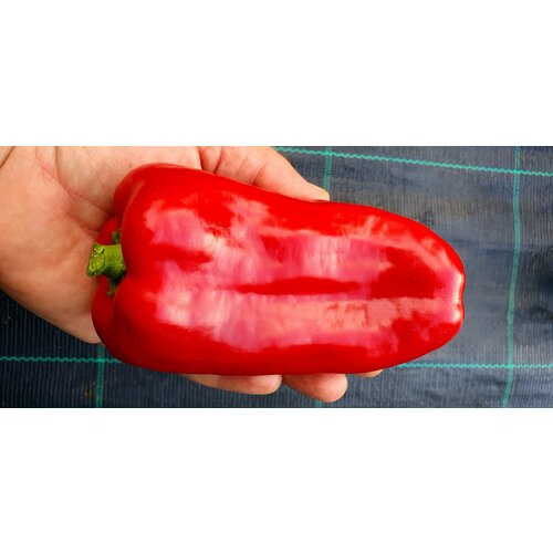 ���� ������ ����� ������� �������� ������ (Marinkin Tongue) / Seeds And Goods / � �������� zip-lock ��� ���������� 15 �����