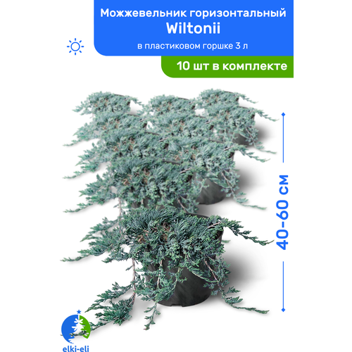    Wiltonii () 40-60     3 , ,   ,   10 