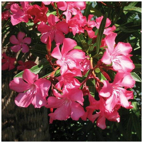     (. Nerium Oleander)  20  -     , -,   