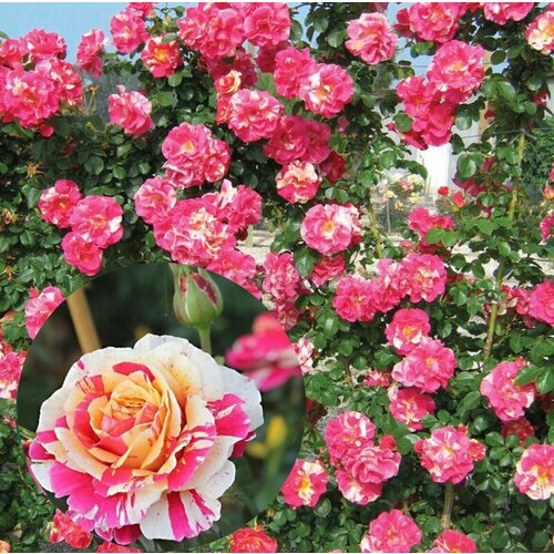 ���� ���� ��������� ������� ����� 2��