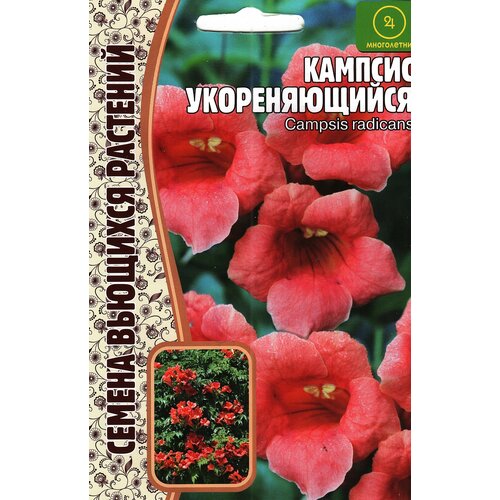     CAMPSIS RADICANS ,  ( 1  : 20  )  -     , -,   