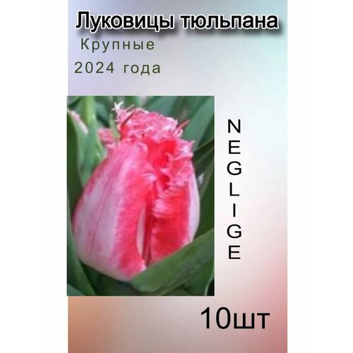     Neglige (10.)  -     , -  