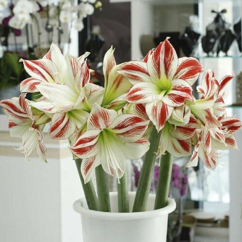   , Hippeastrum Ambiance, , 