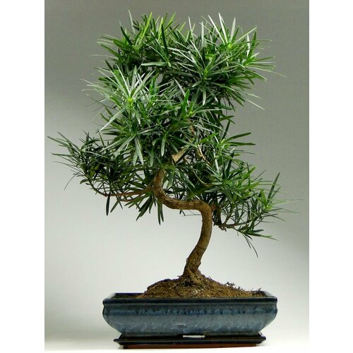      (Podocarpus macrophyllus), 4   -     , -  