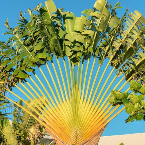     Ravenala madagascariensis  3   -     , -  