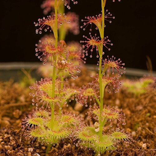    , Drosera Auriculata 10+ ,  ,  