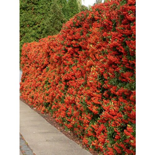       (Pyracantha coccinea), 15   -     , -  