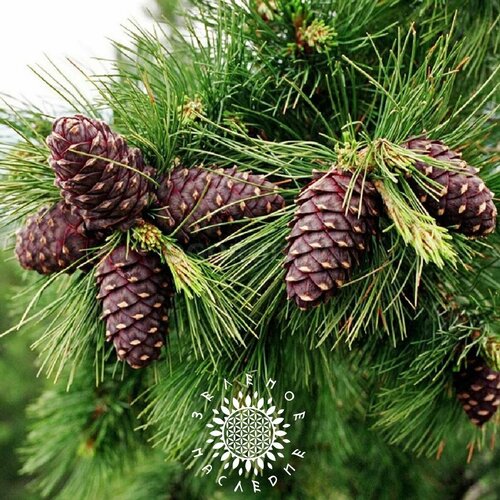      -   (. Pinus sibirica) 25  -     , -  