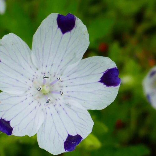     (. Nemophila maculata)  35  -     , -,   