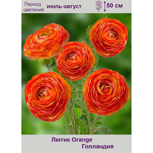    (Orange) 15  