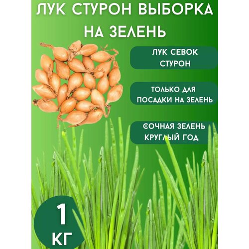 ���� ��� ����� ������ �� ������ 1��