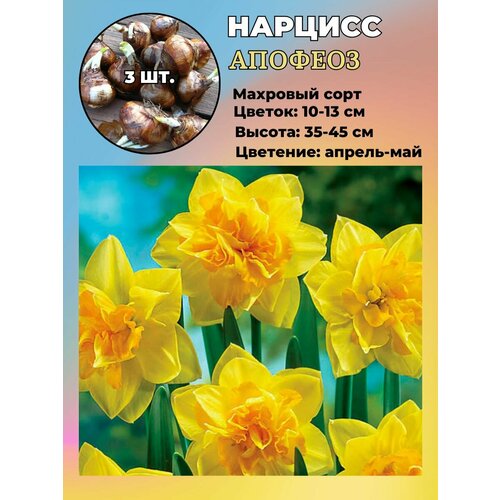 ���� ������� ��������, �������� 3 �����