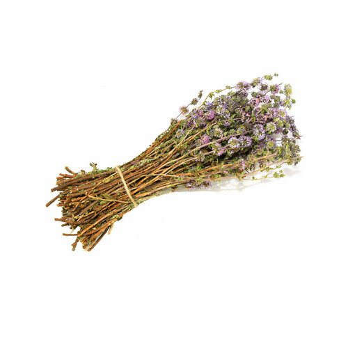 ���� ����� �������� ���� �����, �� ���� ������, ��� ����, ������ 2024