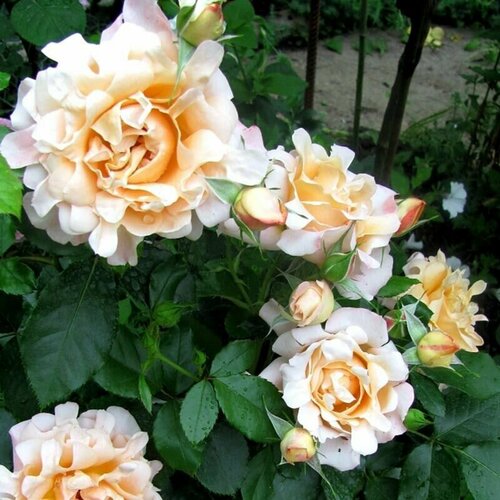 ���� ���� ���������� ���� ������