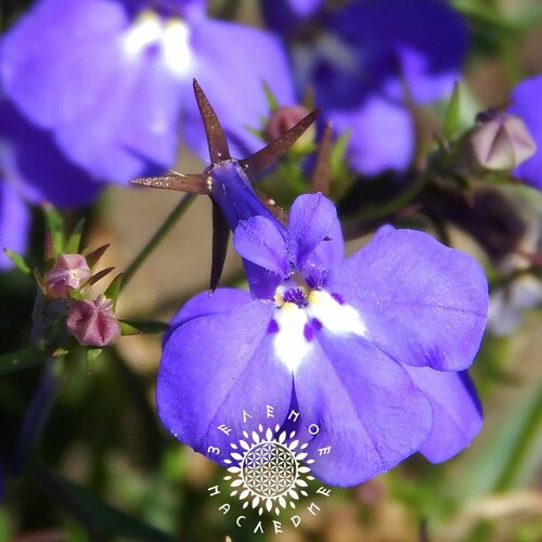     -   (. Lobelia erinus) 20