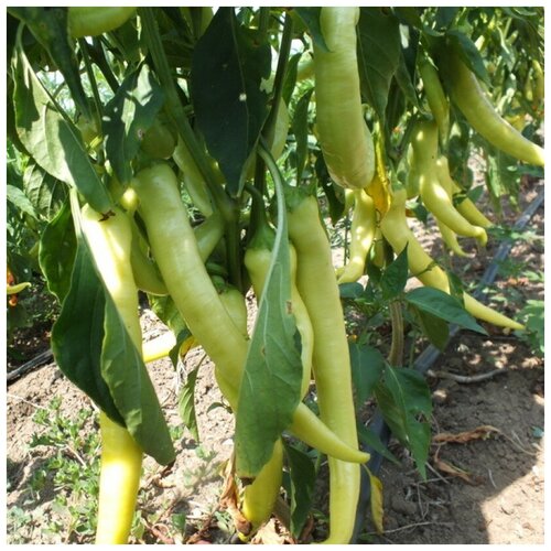 ���� ������ ������ ����� ������ ����� ������ 10 ��.