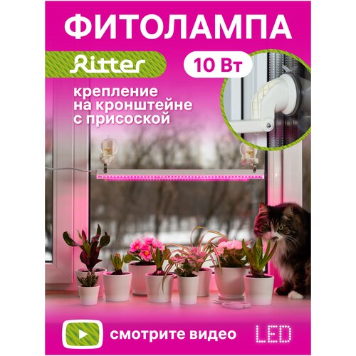   Ritter   , 3.98 ,   -     , -,   