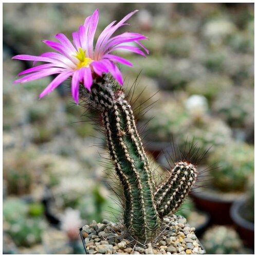       Echinocereus palmeri SB-184 10 .  -     , -,   