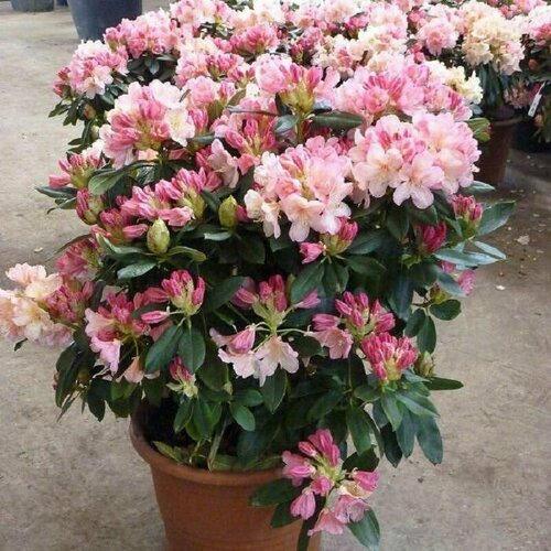  ,   (Rhododendron MAXIMUM), 