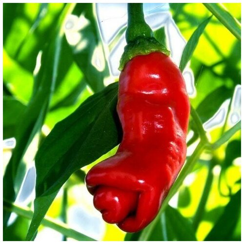      Peter pepper red,    5 .