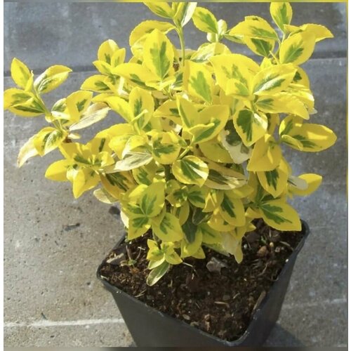 ���� ��������� �������� ����