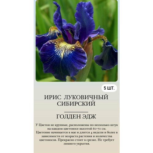 ���� ���� ���������� �������� ����������� ��������