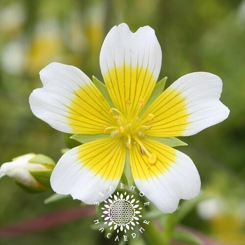      - - (. Limnanthes douglasii) 20   -     , -  