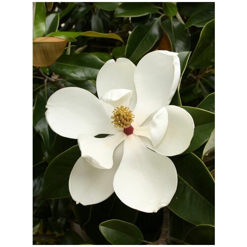      (Magnolia grandiflora), 5 