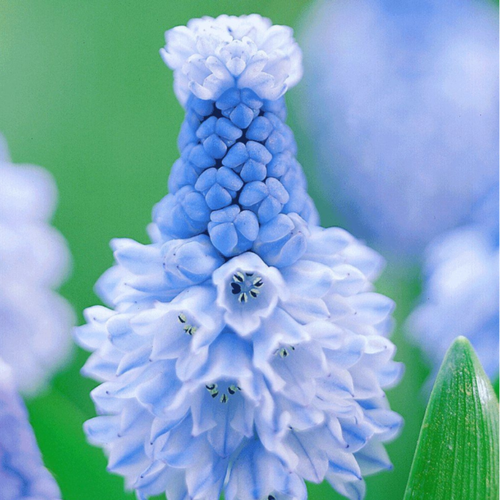 ���� ������� ������� (10 ��)