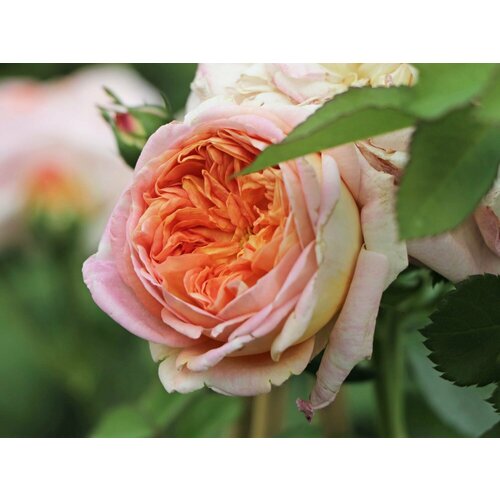 ���� ���� ��������� ��������