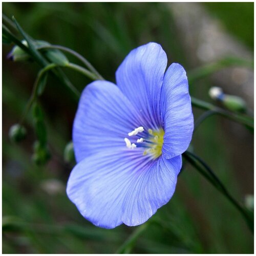   ˸  -   (. Linum usitatissimum)  200  -     , -,   