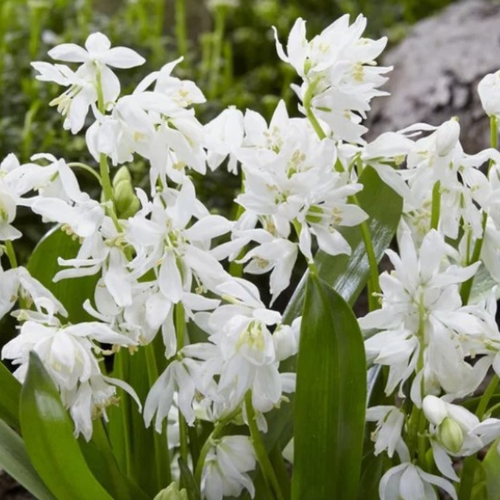 ���� ������ Siberica Alba(10 �������)