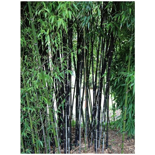     (Phyllostachys Nigra), 20 