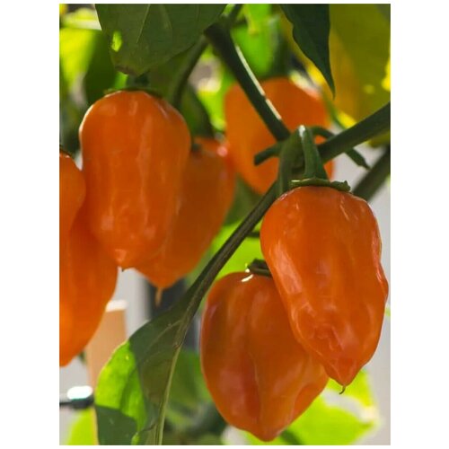     Habanero orange ( ), 5 