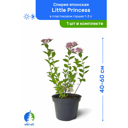    Little Princess ( ) 40-60     1-3 , ,   