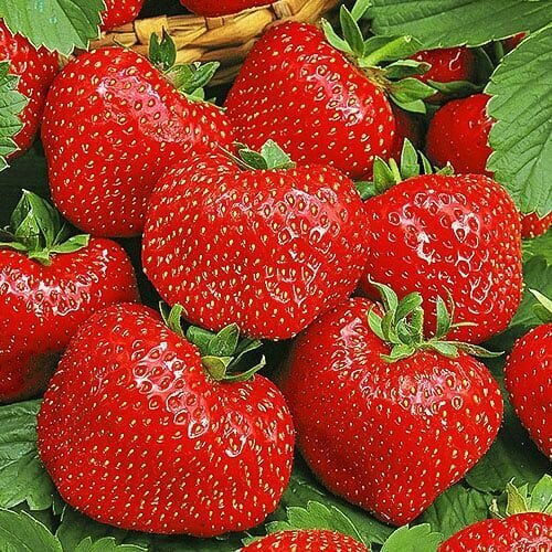 ���� �������� (�������������) ���� ����� 5 ��