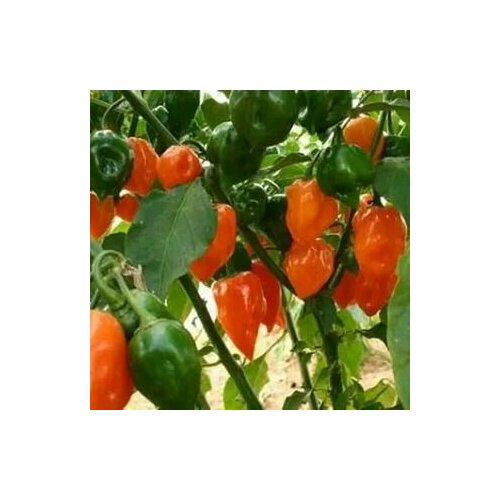      Habanero Orange, 5  +   -     , -  