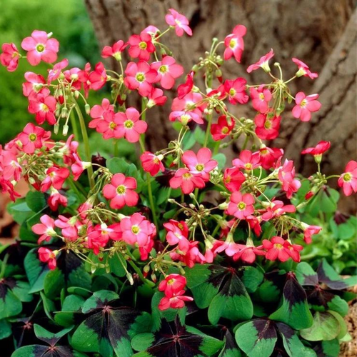 ���� ������� IRON CROSS ( 10 ������� )