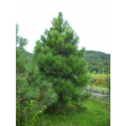      (Pinus jeffreyi), 10   -     , -  