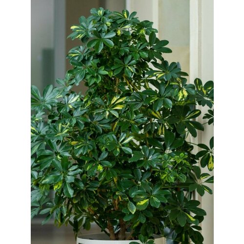     (Schefflera octophylla), 10 