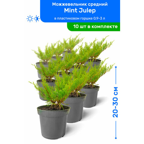   Mint Julep ( ) 20-30     0,9-3 , ,   ,   10 
