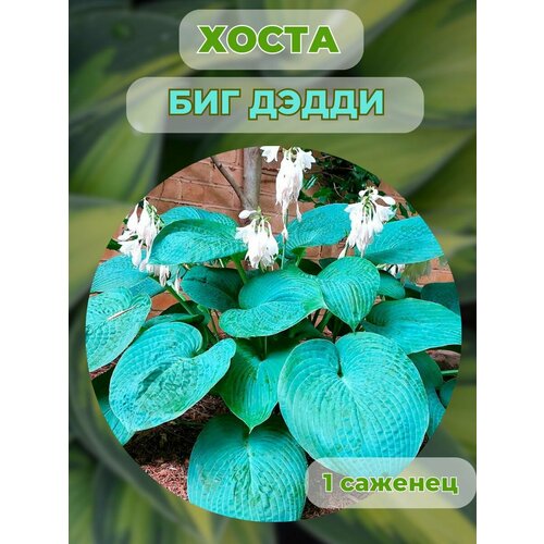 ���� ����� �������, ����� ��������� 1 �����